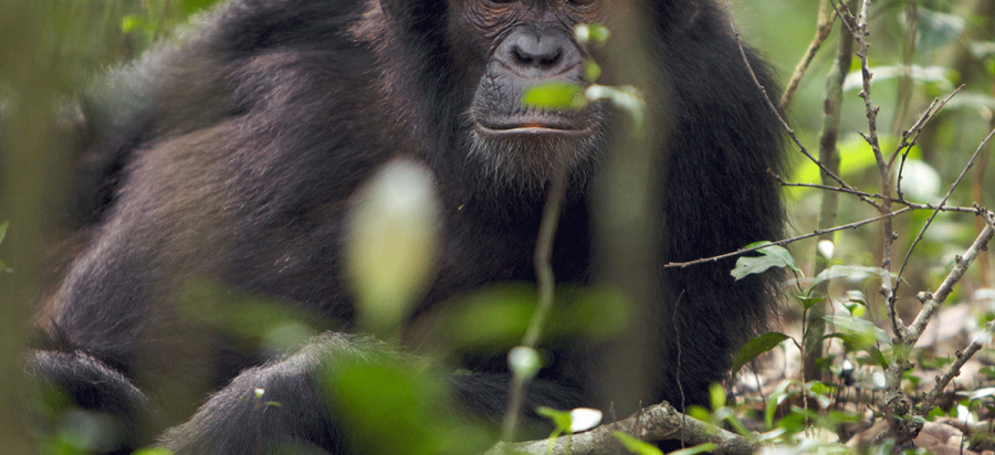 7 Days Budget gorillas, Chimpanzees and tree lion Safari