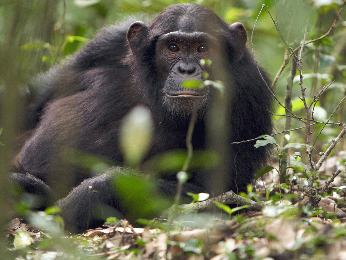 7 Days Budget Gorillas, Chimpanzees and Tree Lion Safari