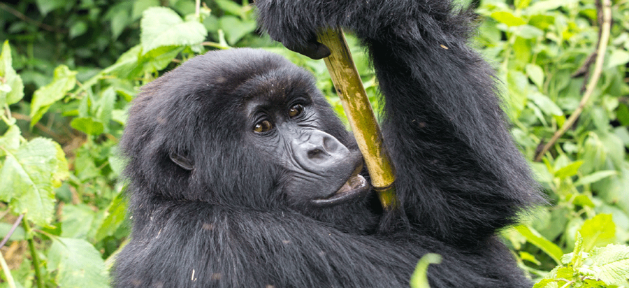7 Days DR Congo Double Gorilla Trekking Safari