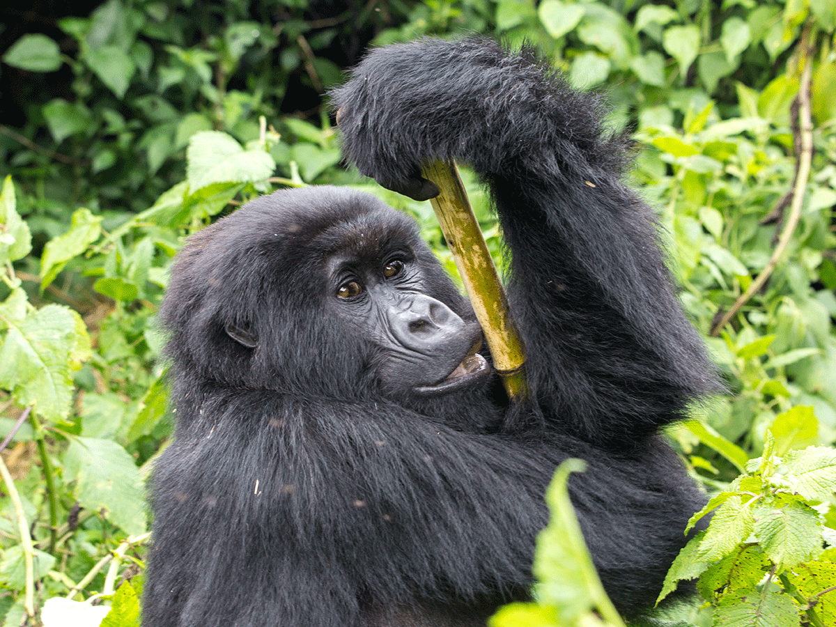 7 Days DR Congo Double Gorilla Trekking Safari