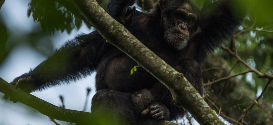 7 Days Fly in Uganda Gorilla and Chimpanzee Safari