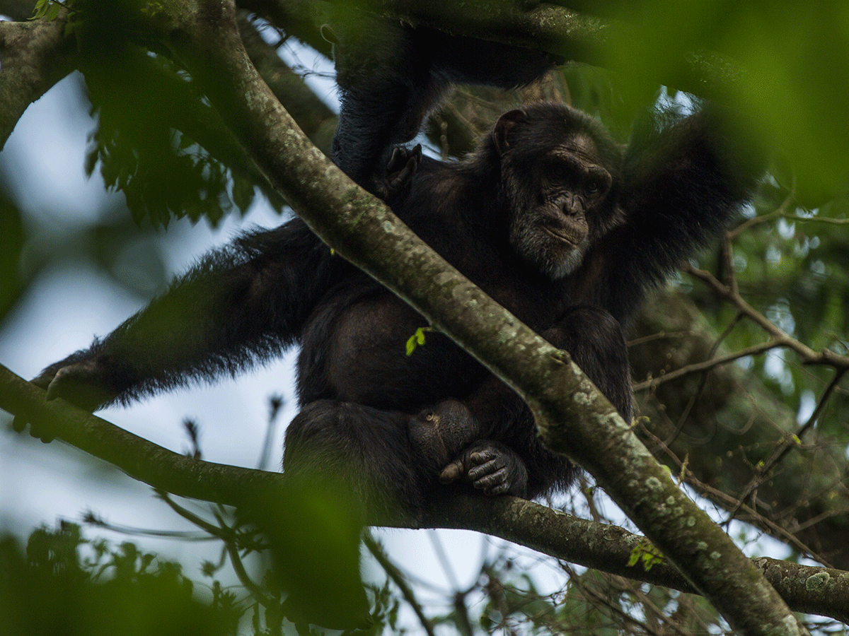 7 Days Fly in Uganda Gorilla and Chimpanzee Safari