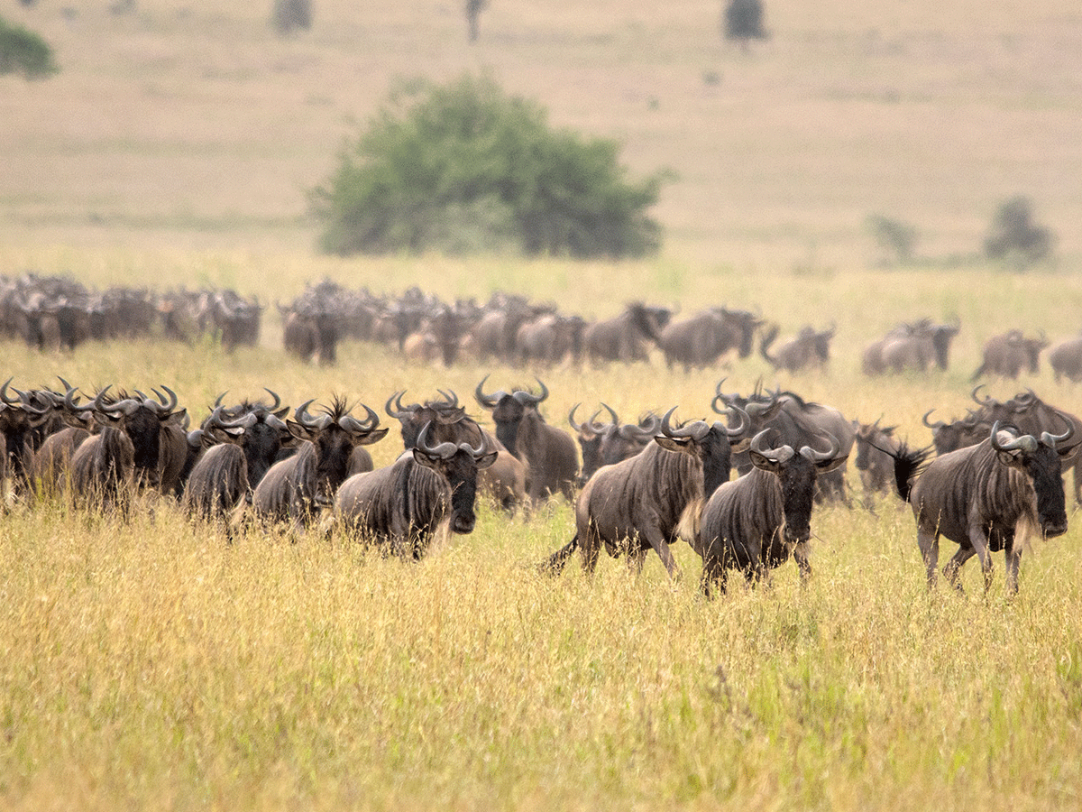 7 Days Kenya Wildebeest Migration Safari