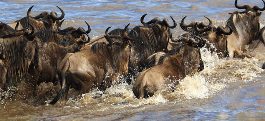 7 Days Masai Mara Wildebeest Migration Safari Kenya