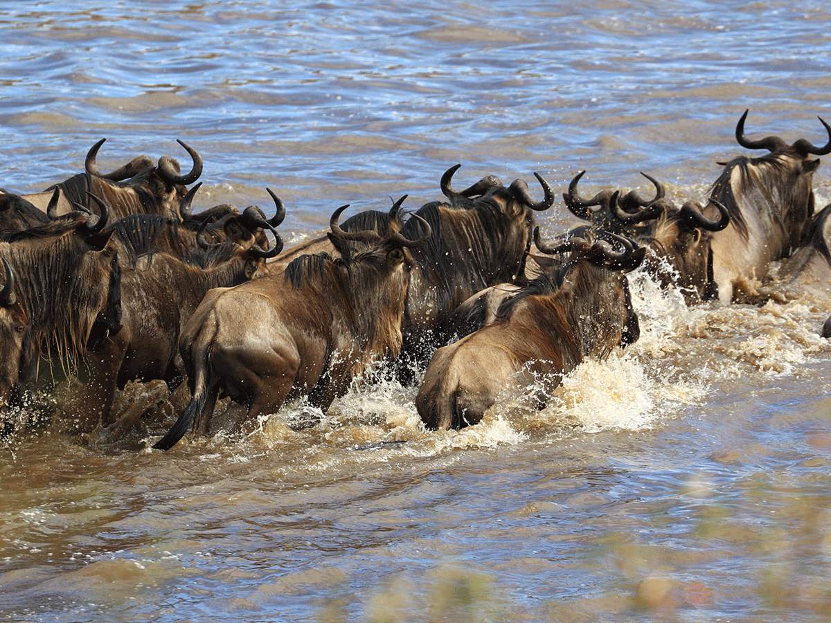 7 Days Masai Mara Wildebeest Migration Safari Kenya