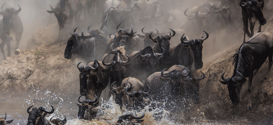 Masai Mara Wildebeest Migration Safari Kenya