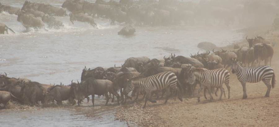 Wildebeest Migration Tanzania Kenya Africa safari