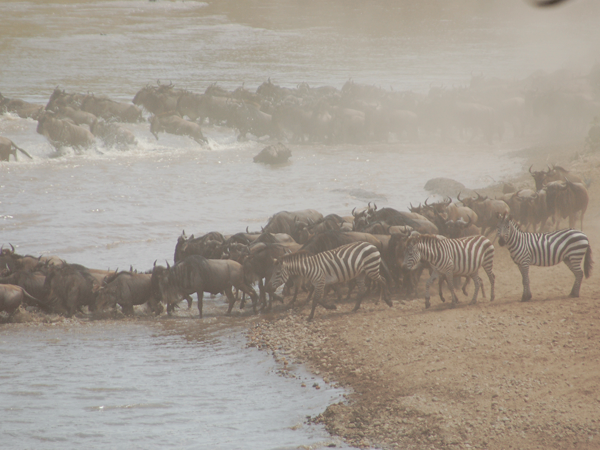 Wildebeest Migration Tanzania Kenya Africa Safari