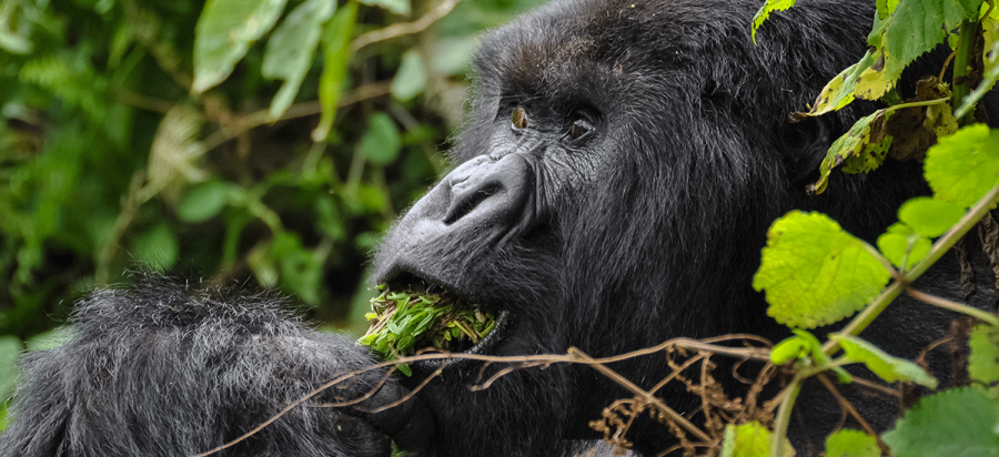 Gorilla Trekking in Rwanda Volcanoes Africa Safari