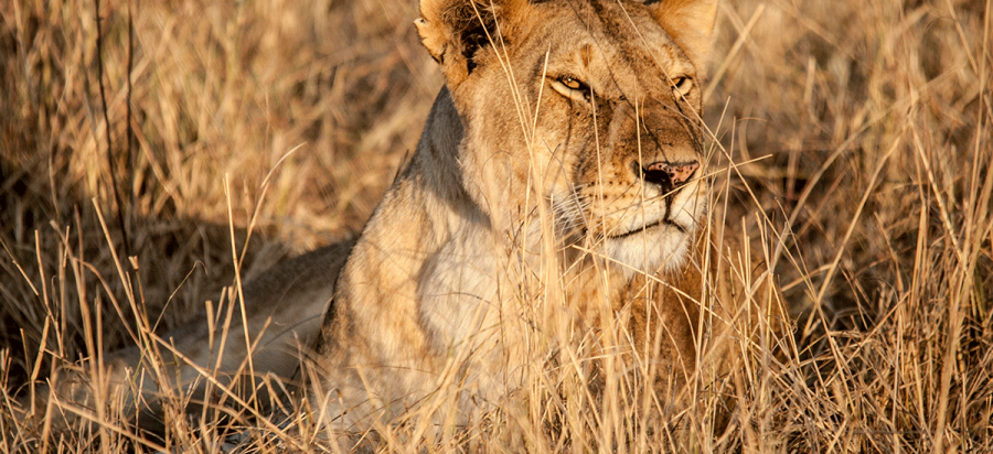 3 Days Serengeti national park safari