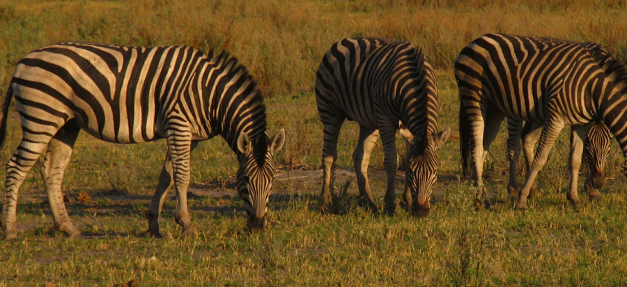 3 Days Chobe National Park Safari