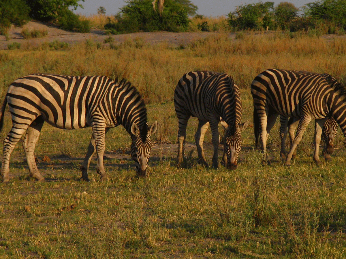 3 Days Chobe National Park Safari