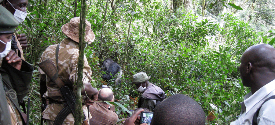6 Days Eastern Lowland Gorilla Trekking Safari