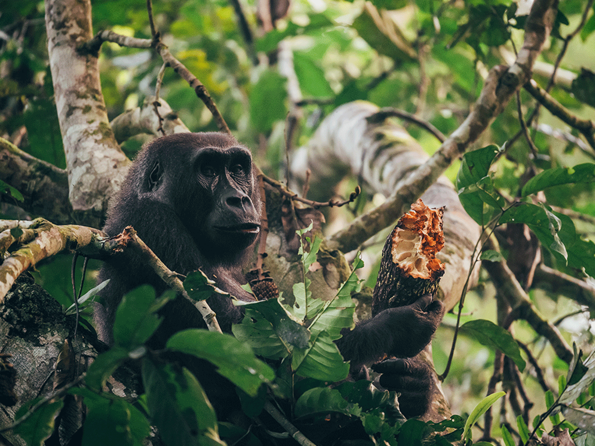 6 Days Western Lowland Gorilla Trekking Safari Congo Brazzaville