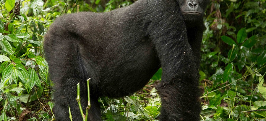 7 Days Budget Eastern Lowland Gorilla Trekking Safari