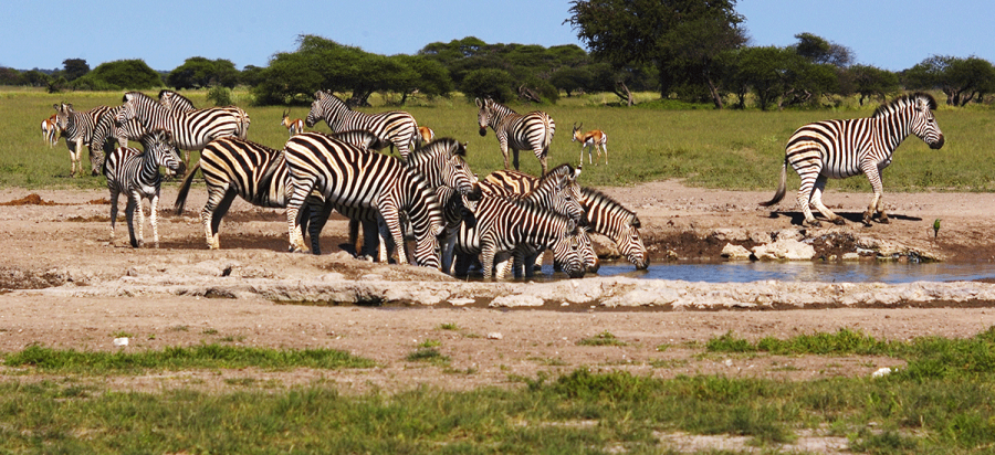 7 Days Makgadikgadi and Botswana Wildlife Safari