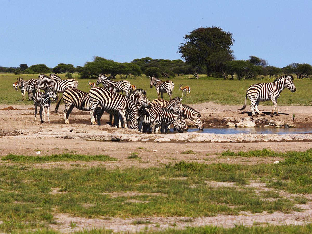 7 Days Makgadikgadi and Botswana Wildlife Safari