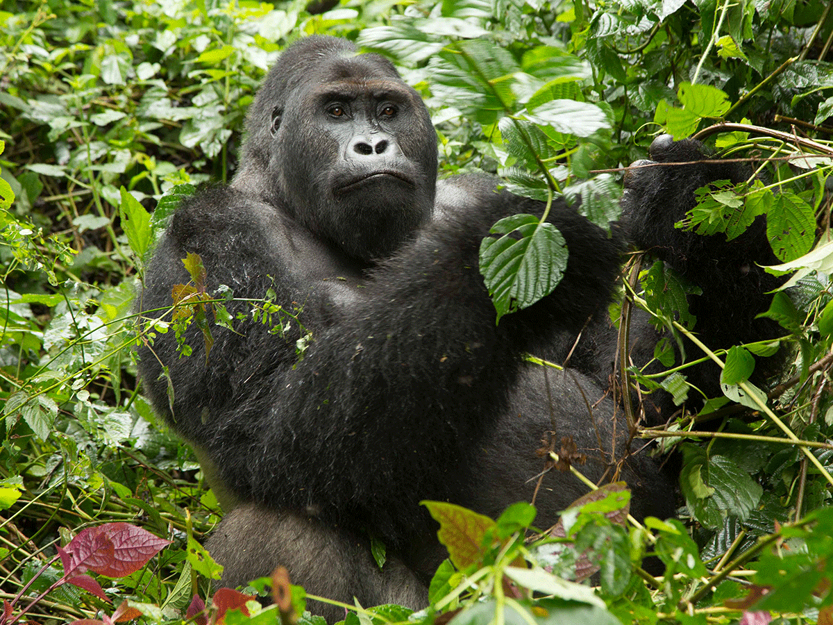 Eastern Lowland Gorilla Trekking in DR Congo