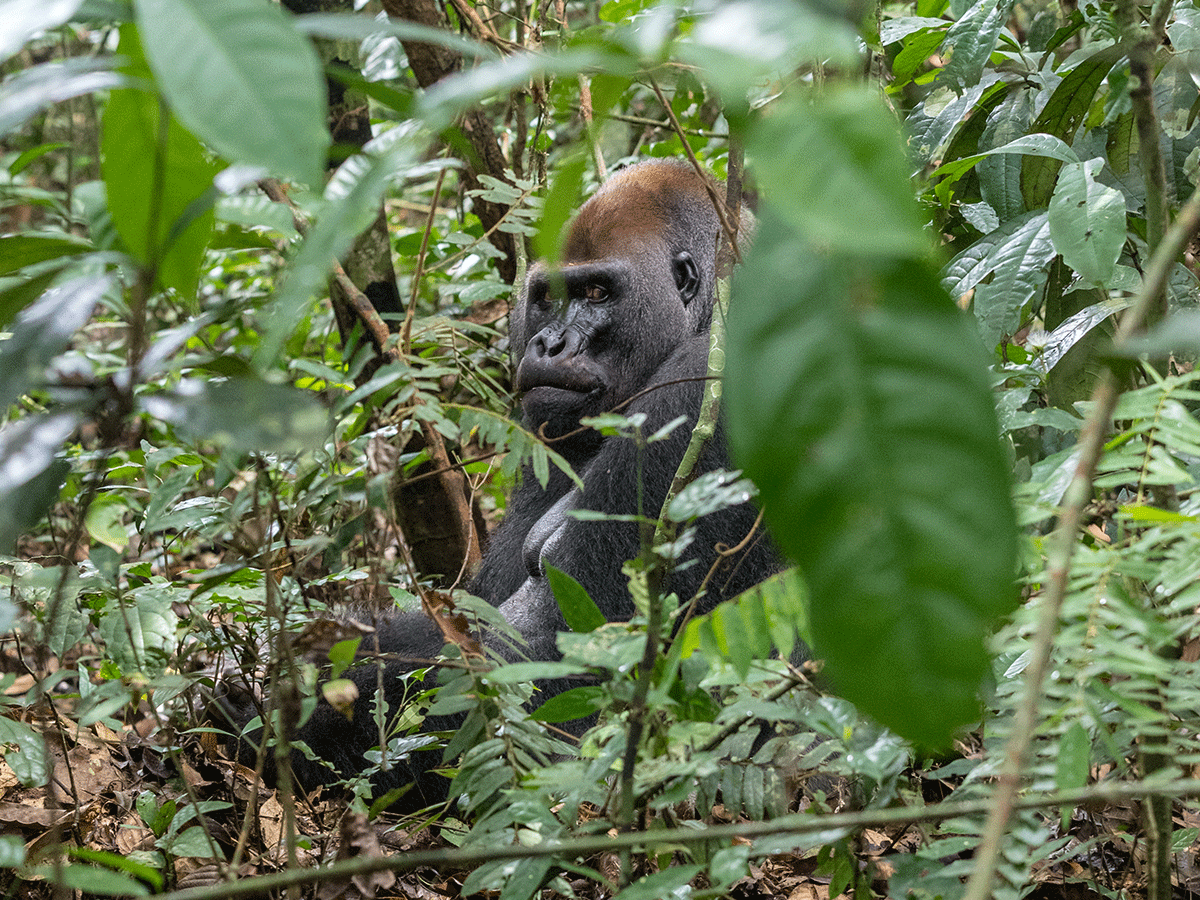 Western Lowland Gorilla Trekking in Congo Brazzaville