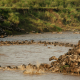 How to plan a wildebeest migration safari to Tanzania.