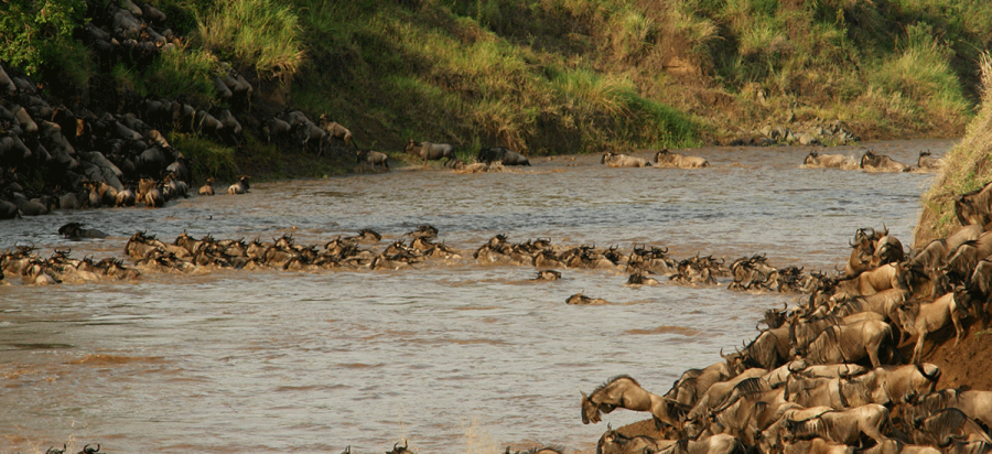 13 Days Burundi, Rwanda and Tanzania Wildlife Safari