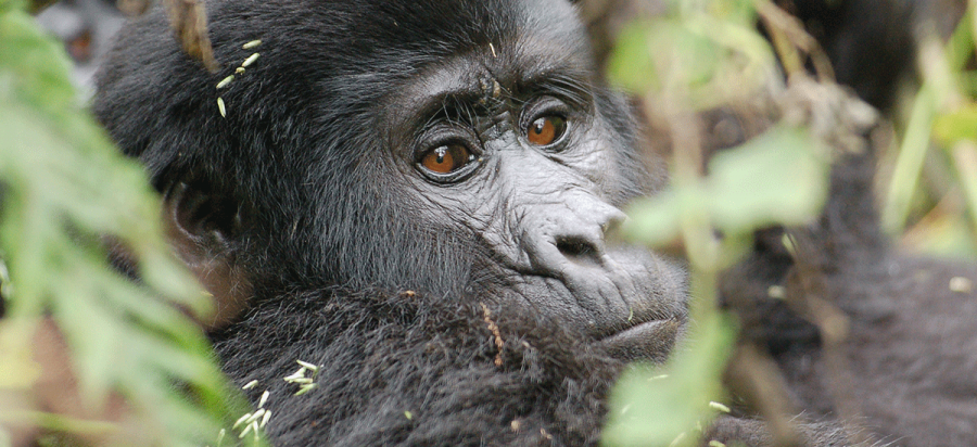 13 Days Mount Kilimanjaro Hike and Uganda Gorilla Safari
