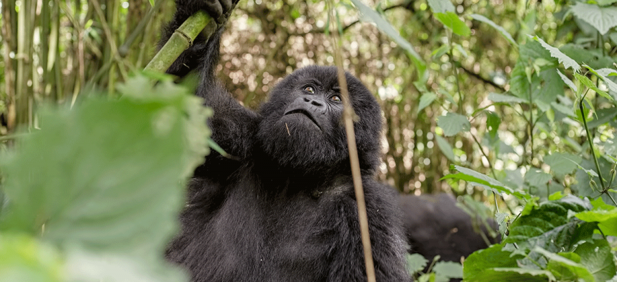 7 Days Burundi Primates and Rwanda Gorilla Safari