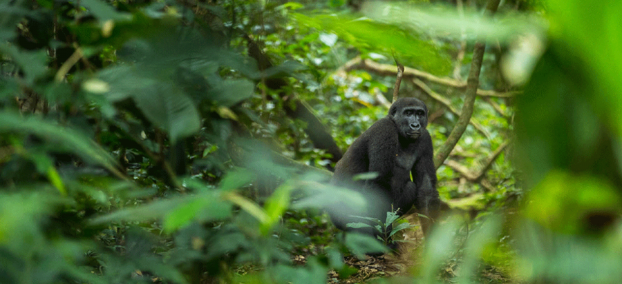 How much is the cost of lowland gorilla trekking in Republic of Congo