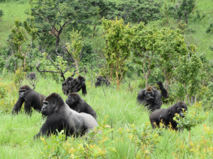 Lesio Louna Gorilla reserve Republic of Congo