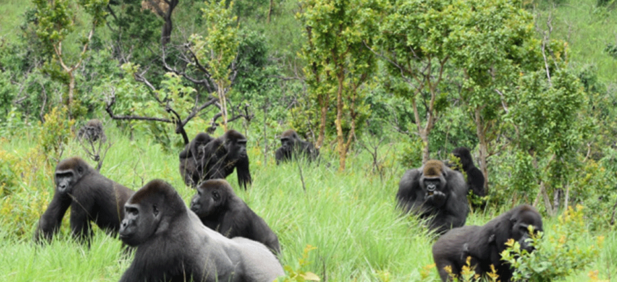 Lesio Louna Gorilla reserve Republic of Congo