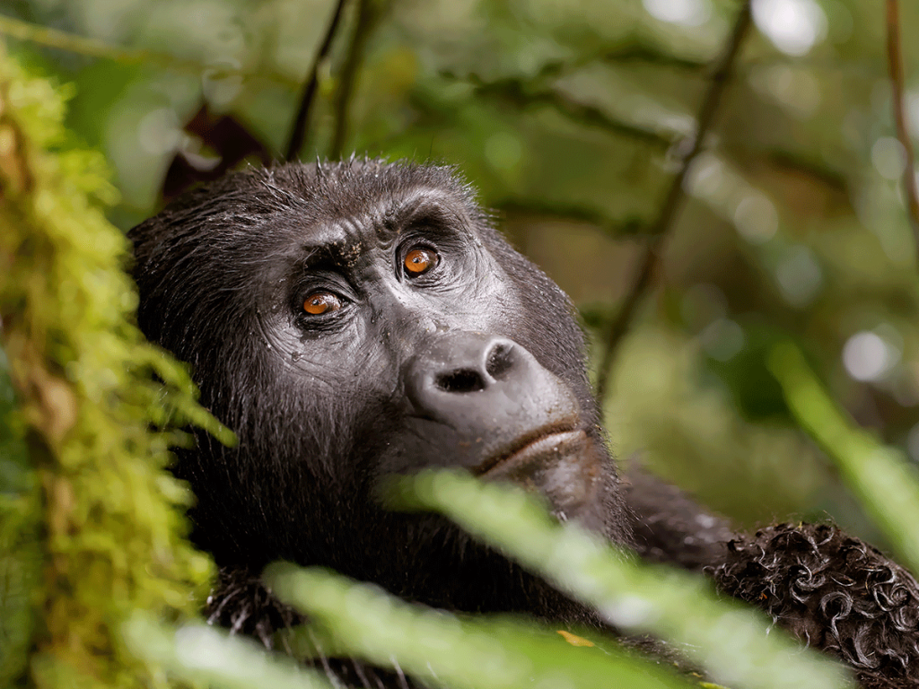 Gorilla-Trekking-in-Uganda-Bwindi-Africa-Safari