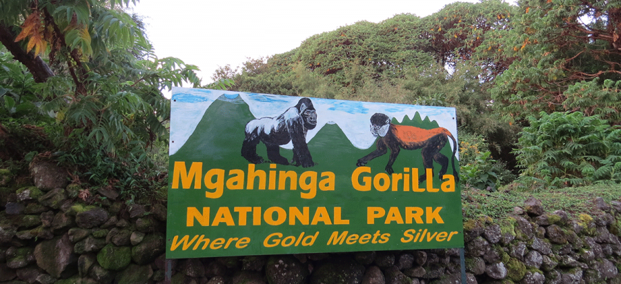 Ntebeko gorilla trekking sector Mgahinga gorilla national park