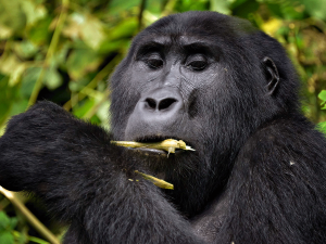 Ruhija gorilla trekking sector Bwindi forest
