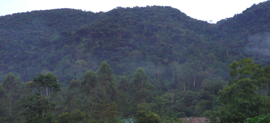 Rushaga gorilla trekking sector Bwindi forest