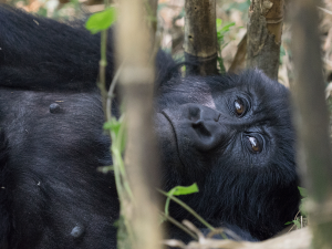 Uganda gorilla and Chimpanzee habituation experience