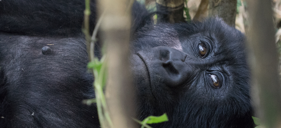 Uganda gorilla and Chimpanzee habituation experience
