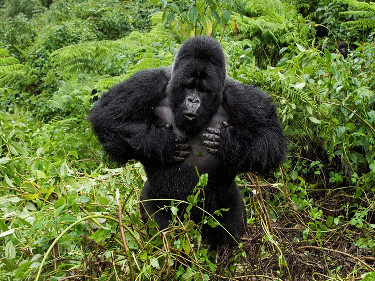 Are Mountain gorillas very dangerous? | Wilderness Explorers Africa