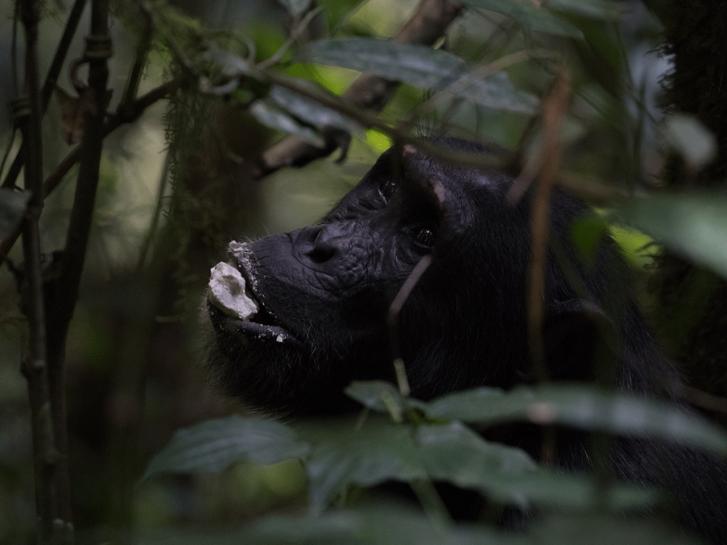 Chimpanzee Trekking in Uganda Kibale Safari