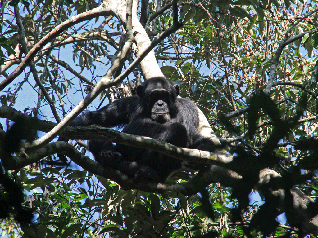 Chimpanzee trekking in Budongo forest reserve