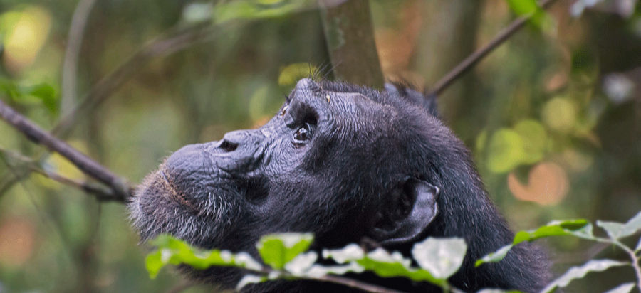 Chimpanzee trekking in Kalinzu forest reserve