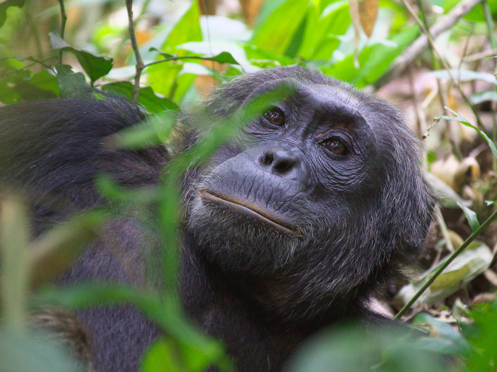 Chimpanzee trekking in Kibale national park