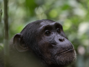 How much does a chimpanzee permit cost in Uganda
