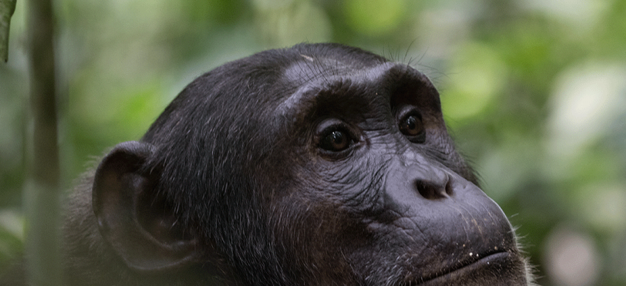 How much does a chimpanzee permit cost in Uganda