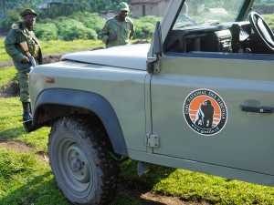 Is gorilla trekking in Uganda better than DR Congo?
