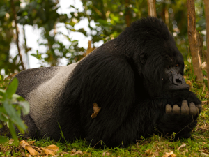 What is a silverback mountain gorilla?