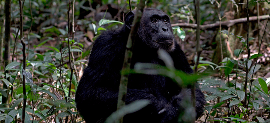 When is the best time for chimpanzee trekking in Uganda